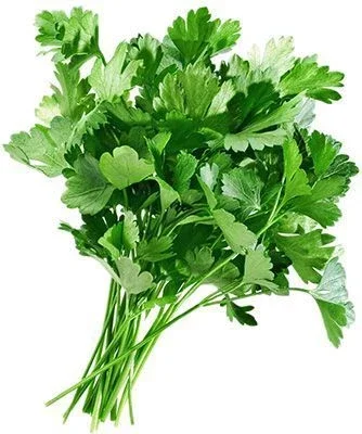 Кинза